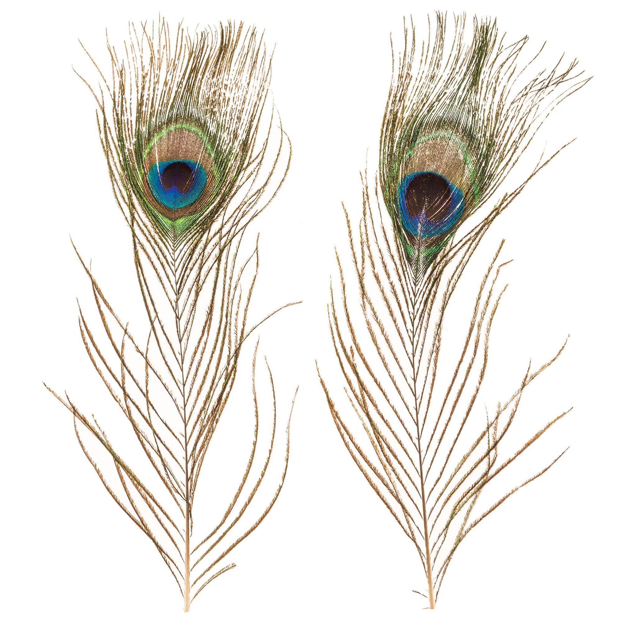 Peacock Eye Feathers, Hobby Lobby